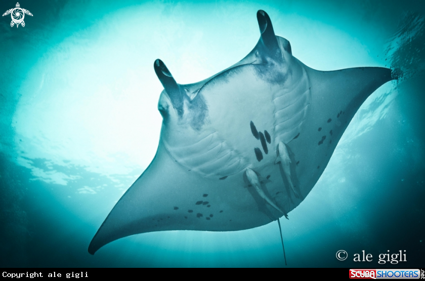A manta