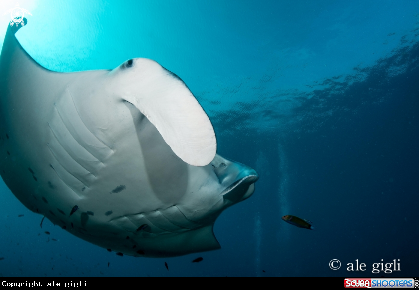 A manta