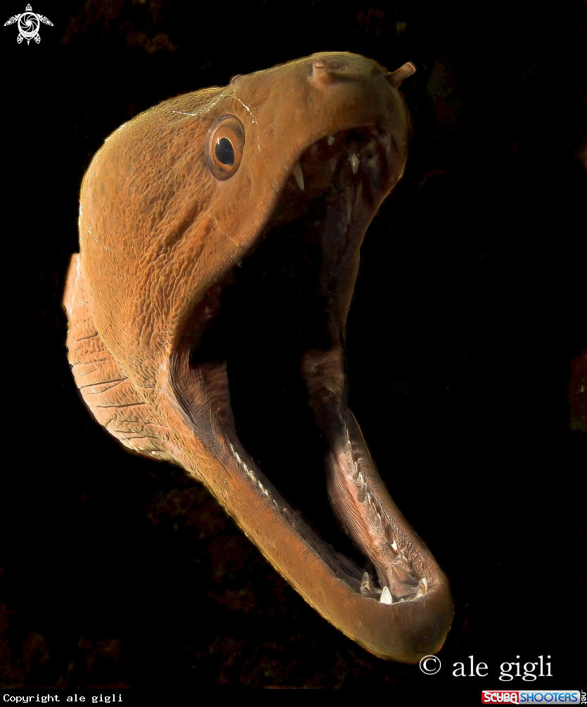 A muraena