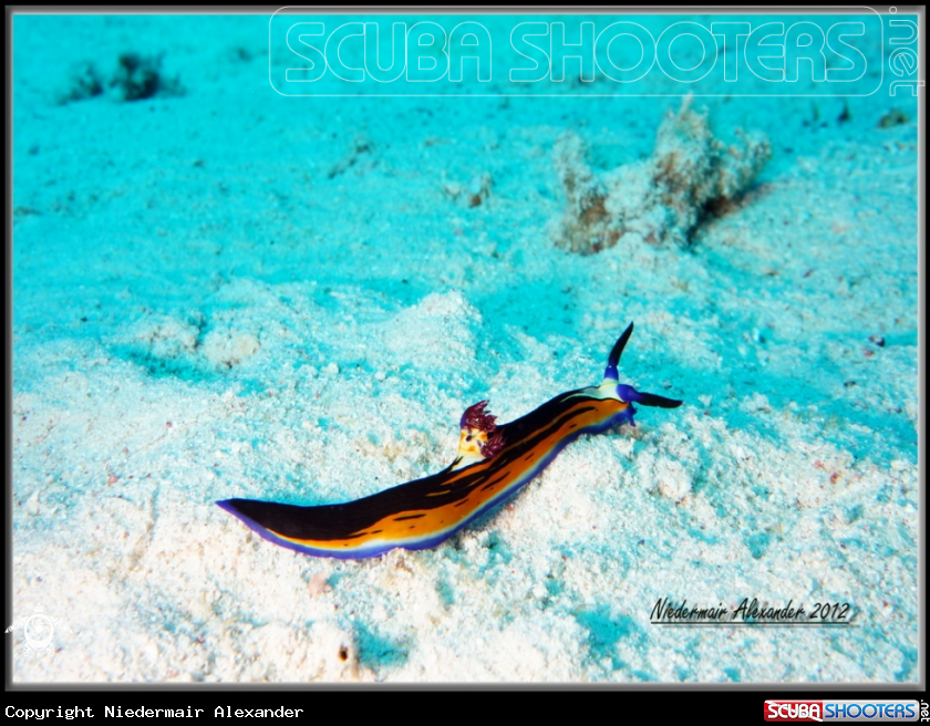 A underwater creature