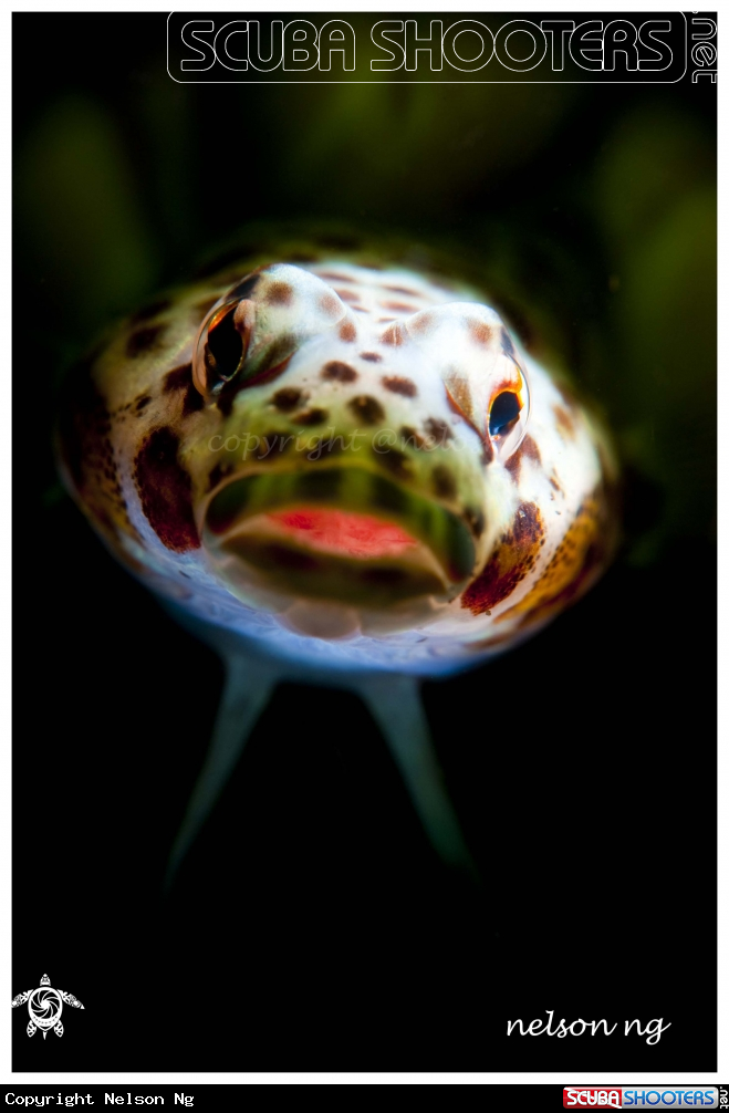 A Lizard fish