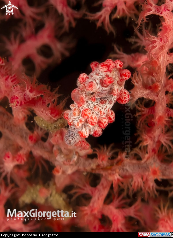 A Bargibanti pigmy sea horse