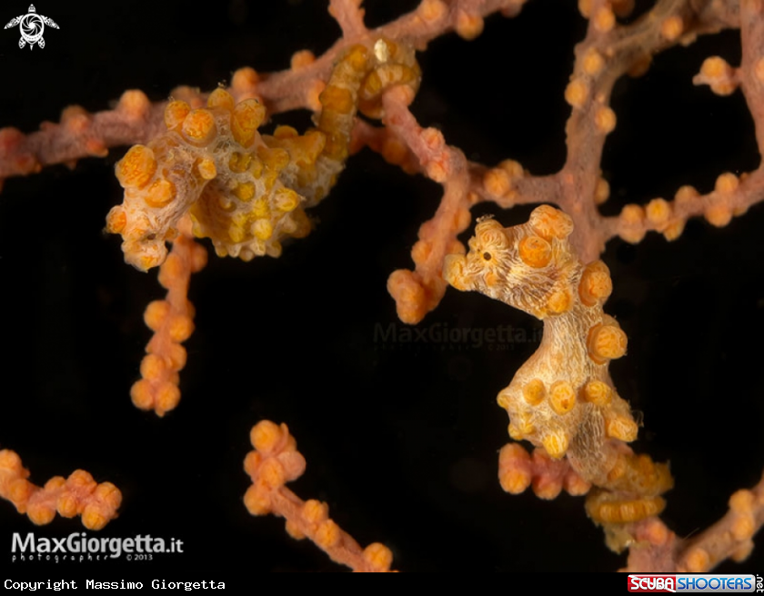 A yellow pigmy sea horse 