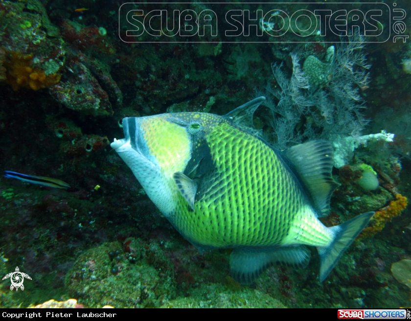 A Titan Triggerfish