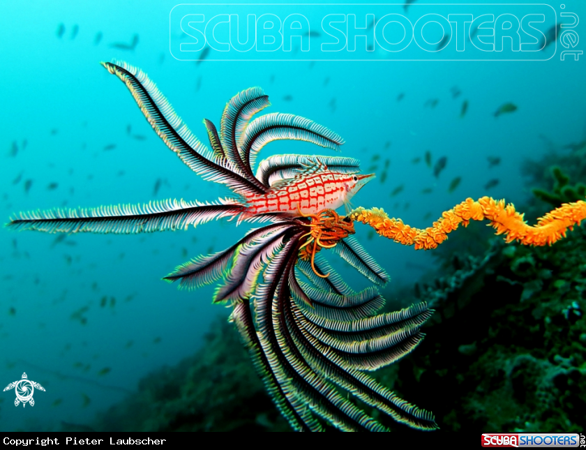 A Longnose Hawkfish
