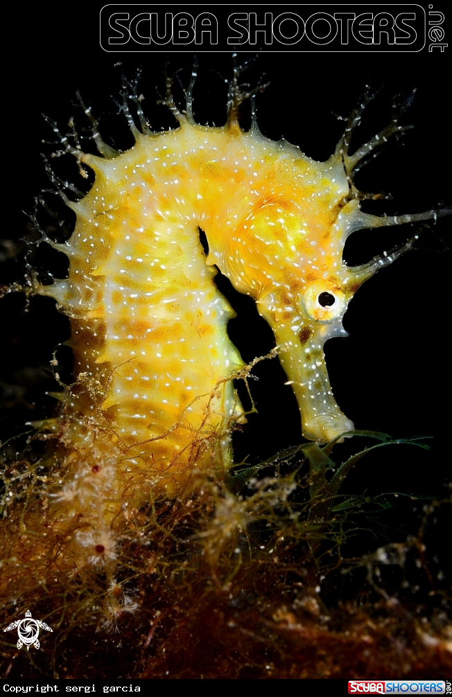 A hippocampus