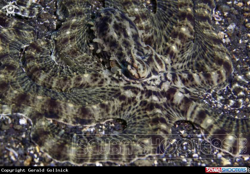 A Mimic Octopus