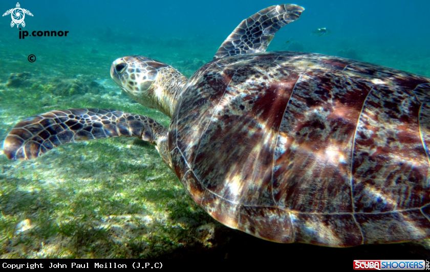 A Tortue Franche