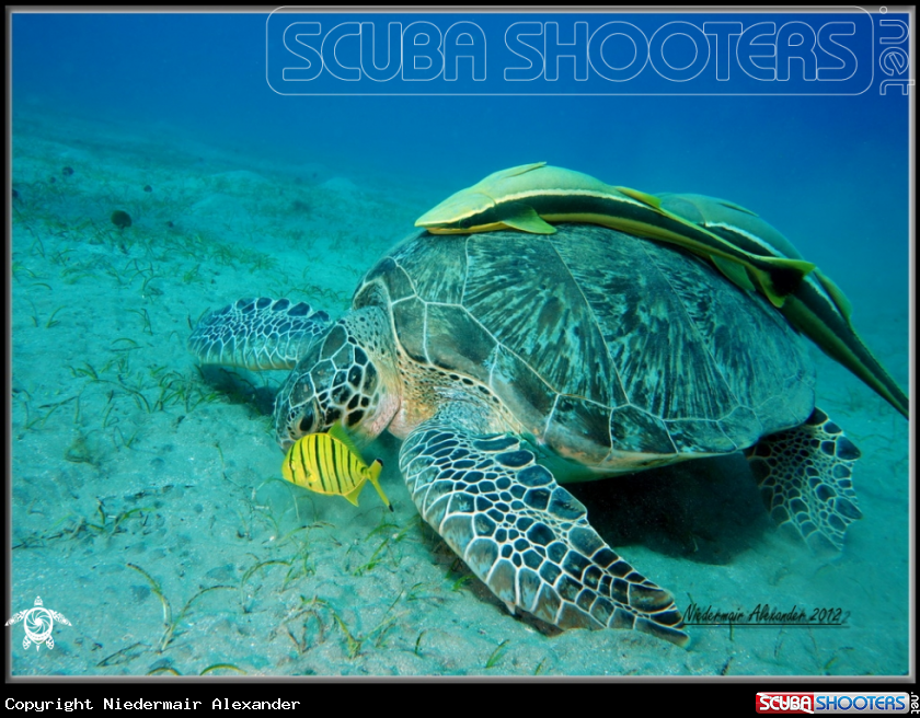 A underwater creature