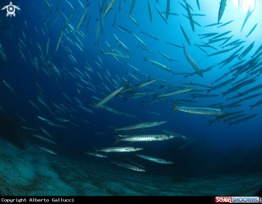 A barracuda
