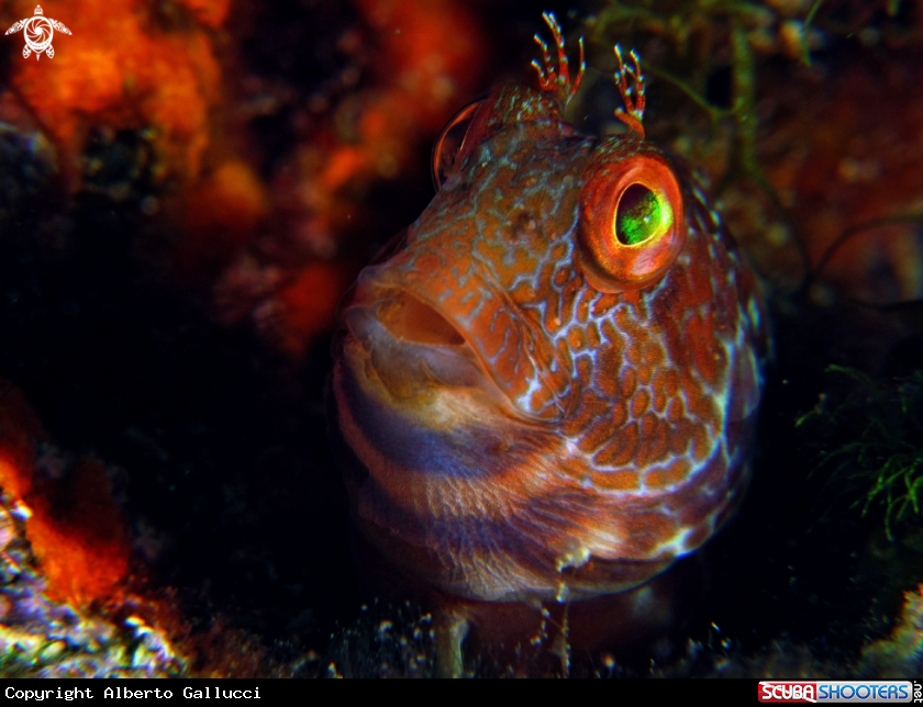 A blenny