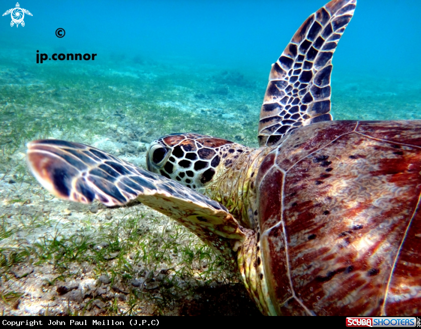 A Tortue Franche