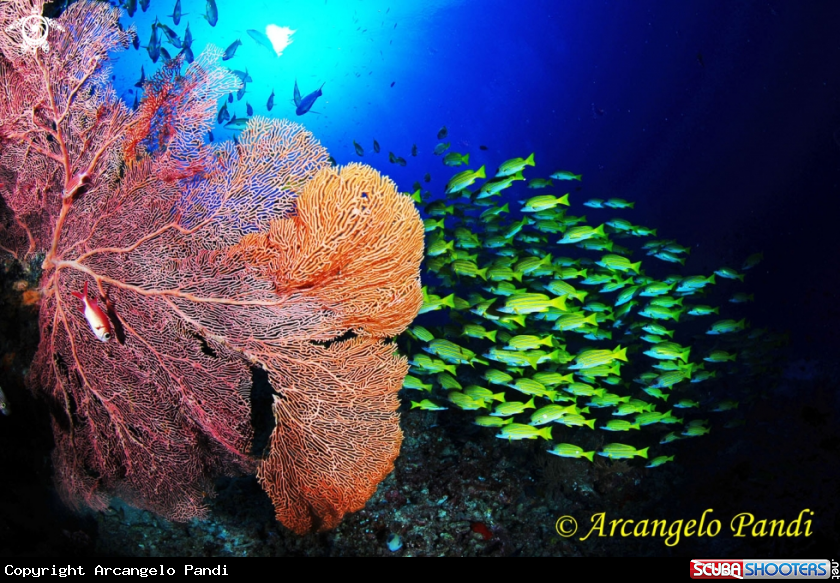 A Gorgonia