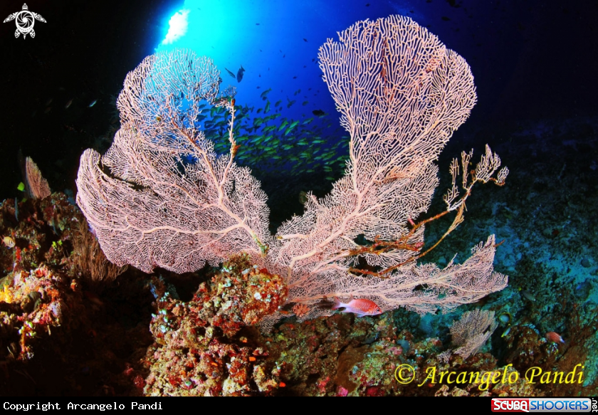 A Gorgonia