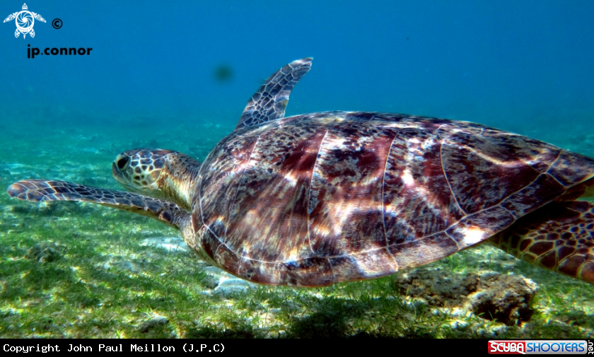 A Tortue Franche