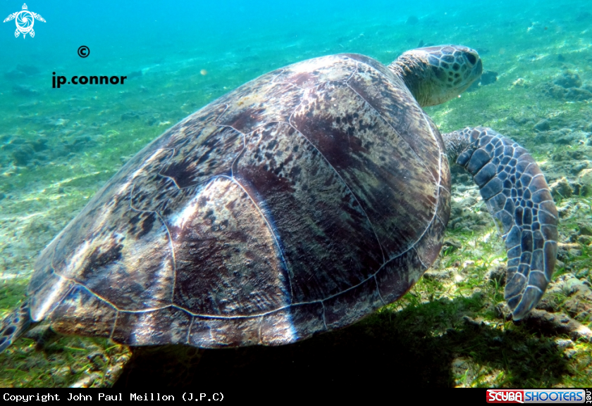 A Tortue Franche