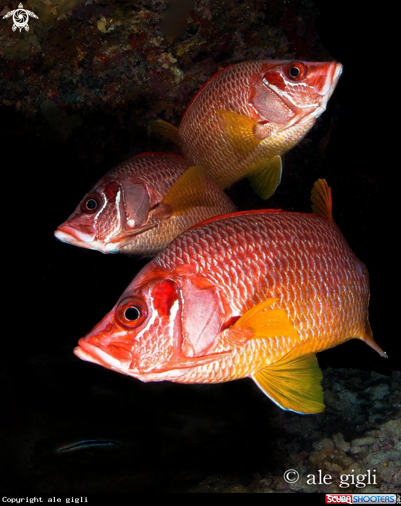 A garibaldi