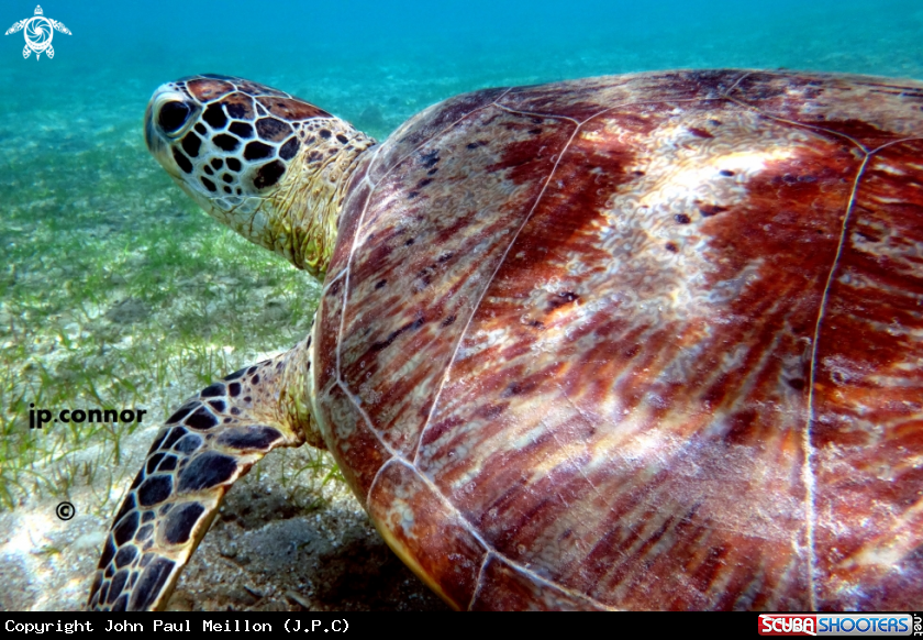 A Tortue Franche