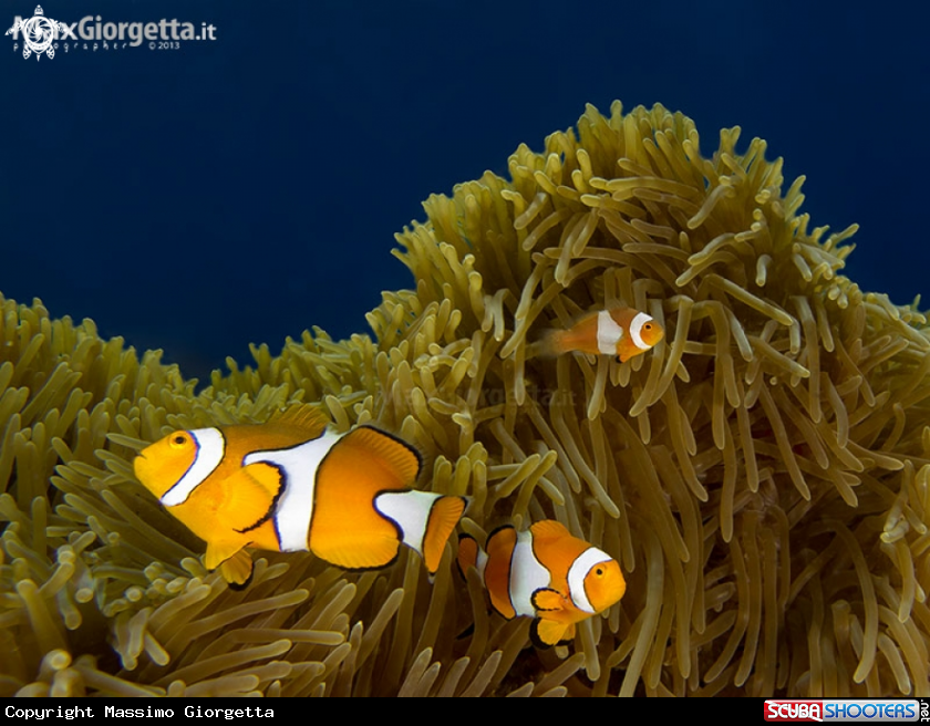 A False Clown Anemonefish