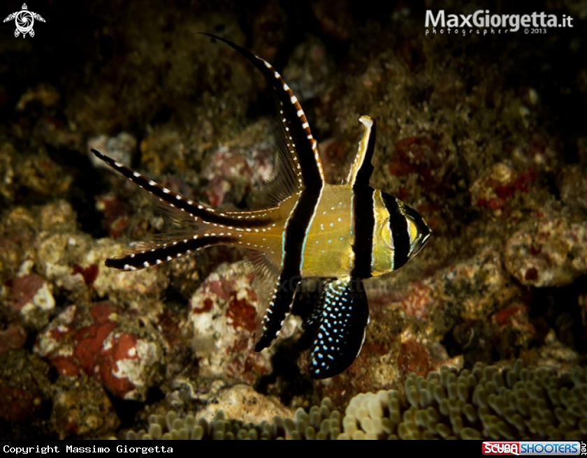 A Banggai Cardinalfish