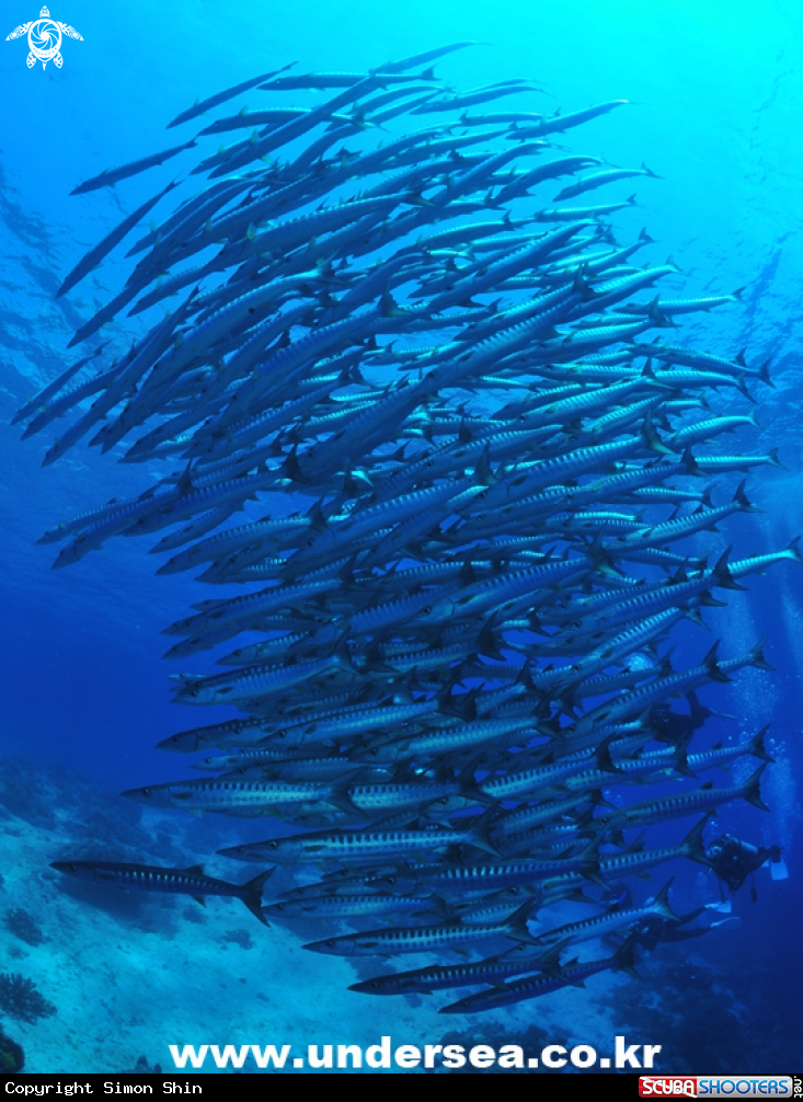 A barracuda