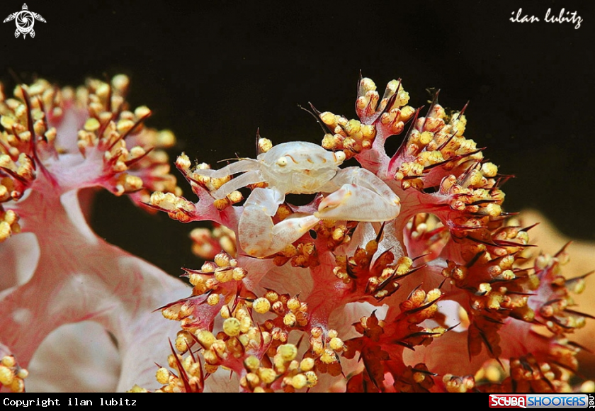A crab