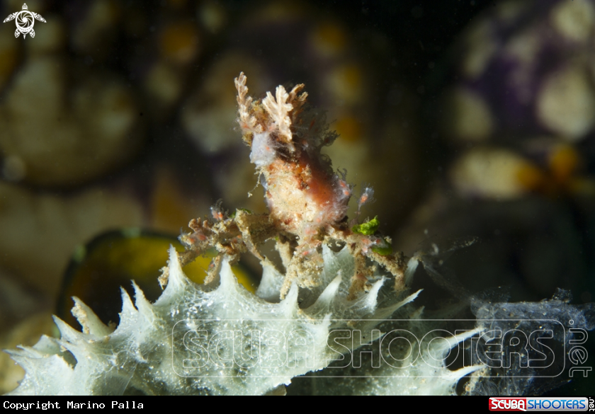 A Decorator Crab