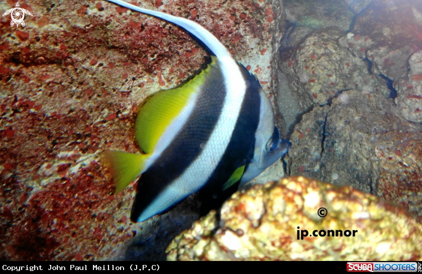 A poisson cocher