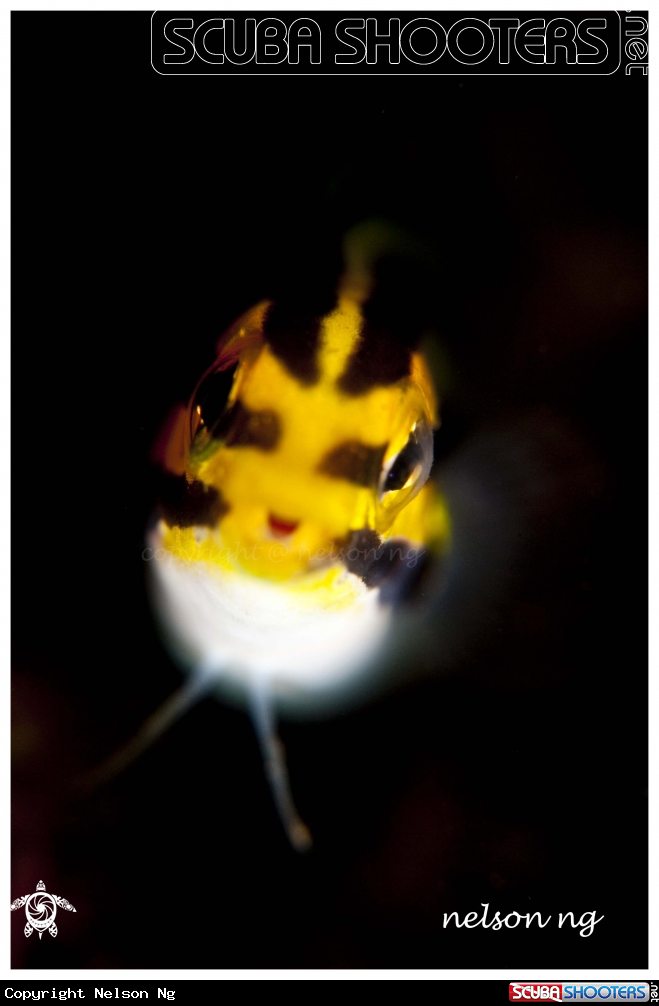 A Striped Blenny Fish