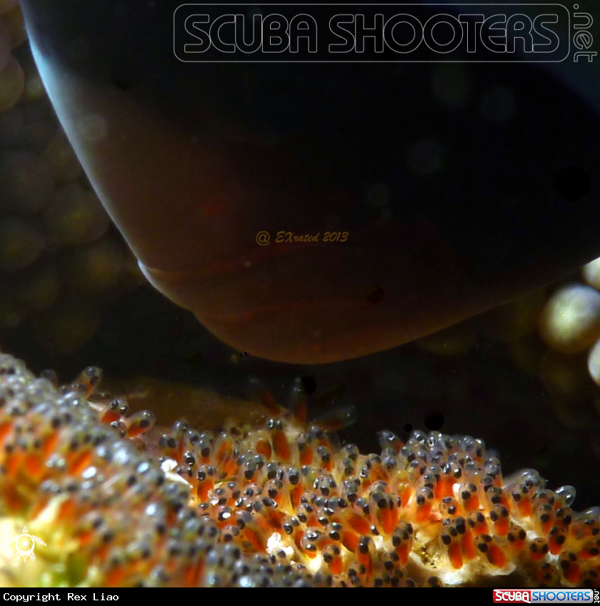 A Nemo Eggs