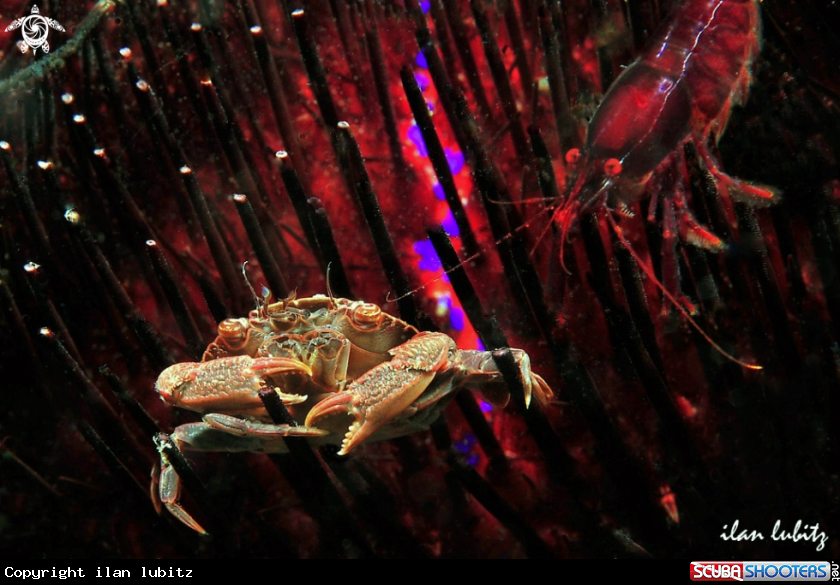 A crab