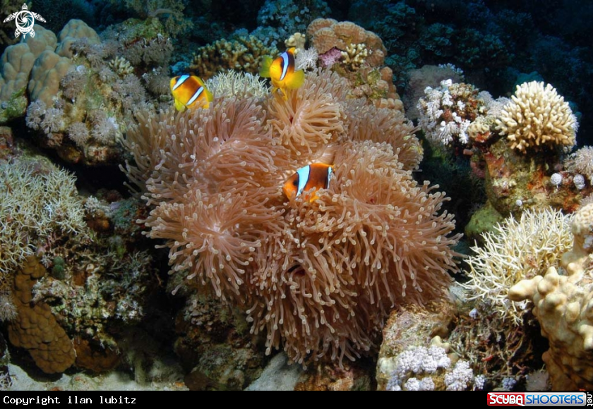 A Sea Anemone
