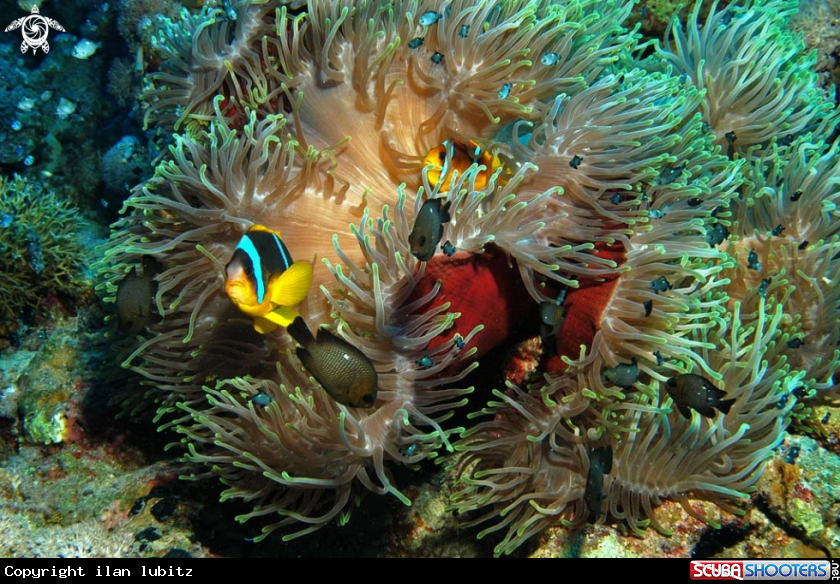 A Sea Anemone and Nemo