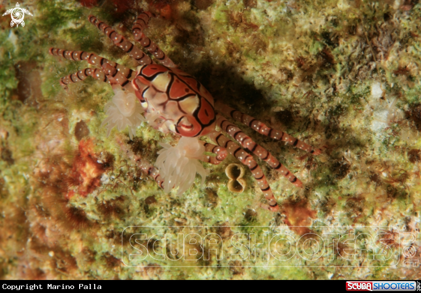 A Boxer Crab