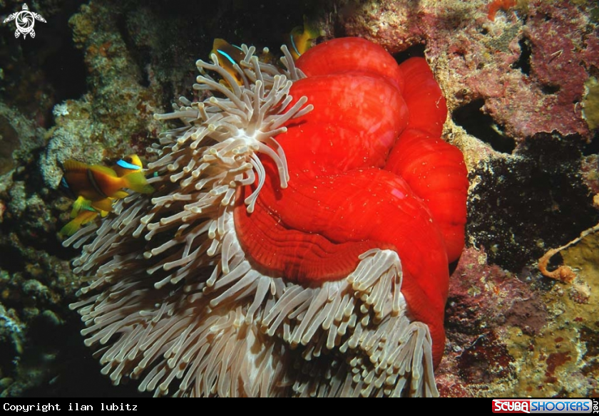 A Sea Anemone and Nemo
