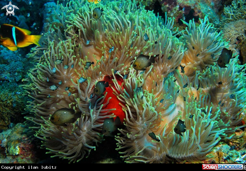 A Sea Anemone and Nemo