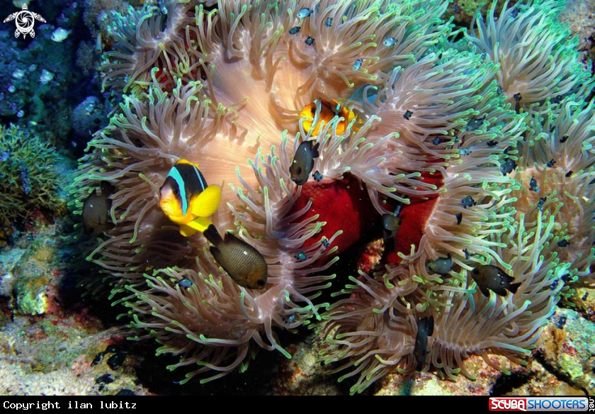 A Sea Anemone and Nemo