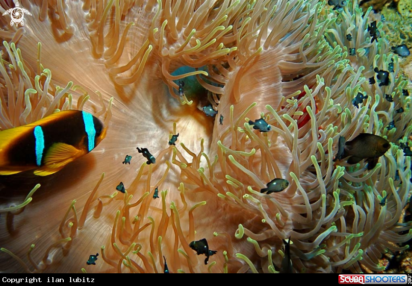 A Sea Anemone and Nemo