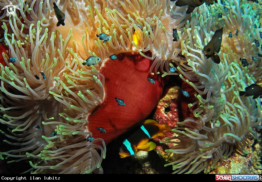 A Sea Anemone and Nemo