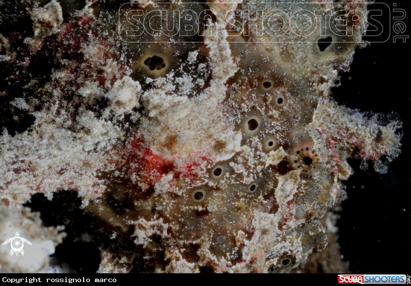 A Frogfish