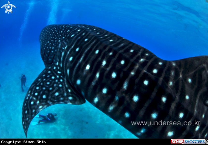 A whale shark