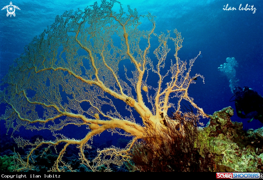 A stony coral