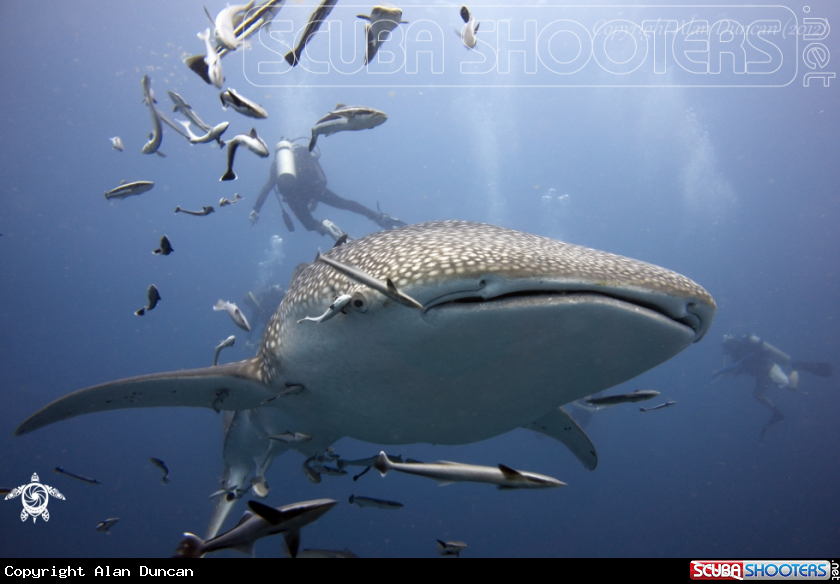 A Whale Shark