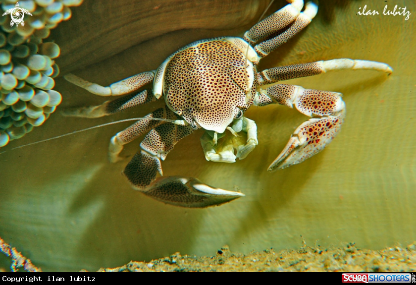 A crab