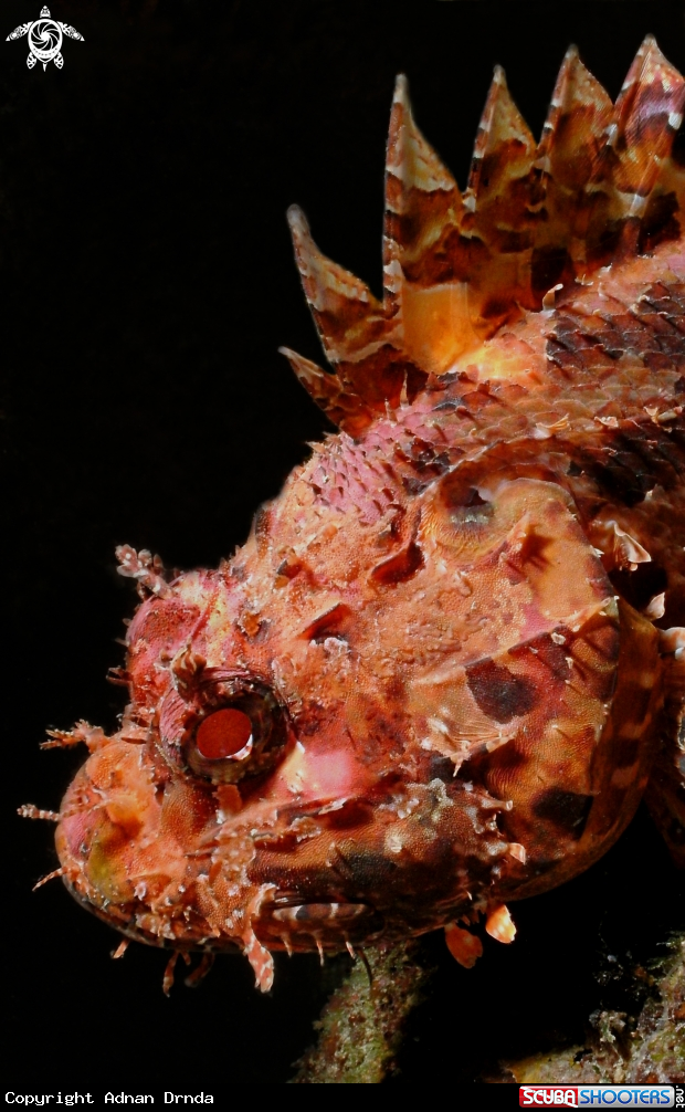 A Scorpaena scrofa