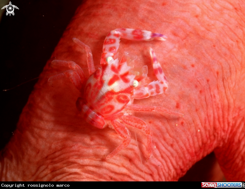 A Crab