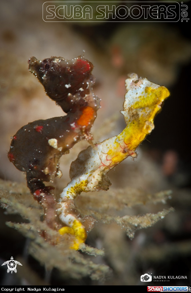 A Pontohi pygmy seahorse