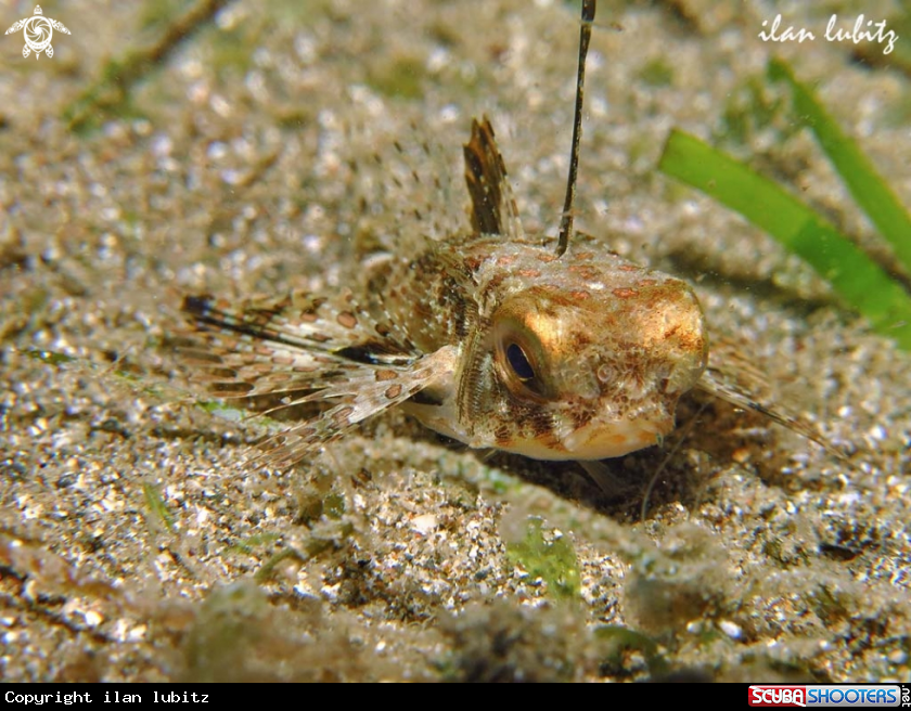 A Reef fish