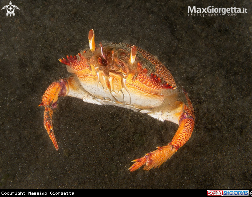 A Spanner Crab, Ranina ranina 