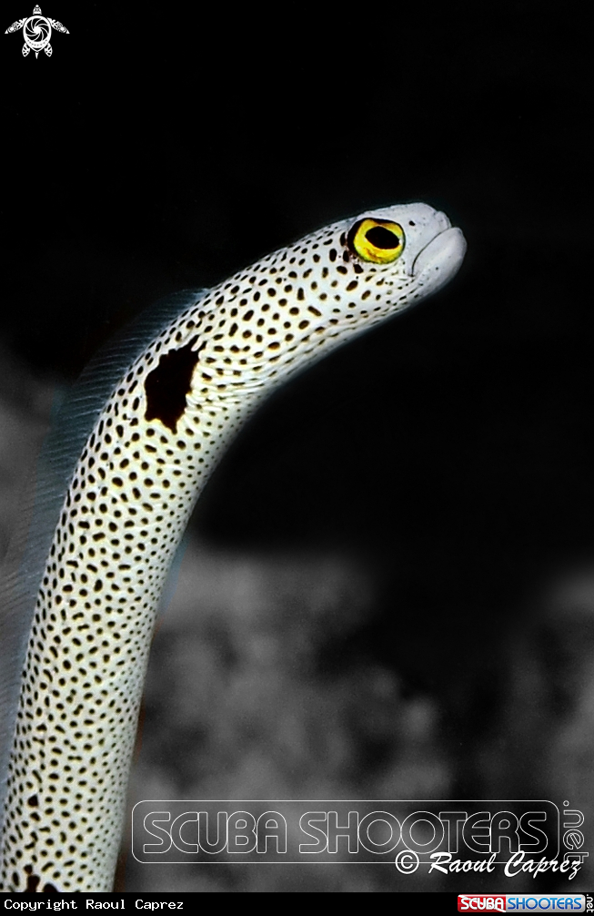A Garden eel